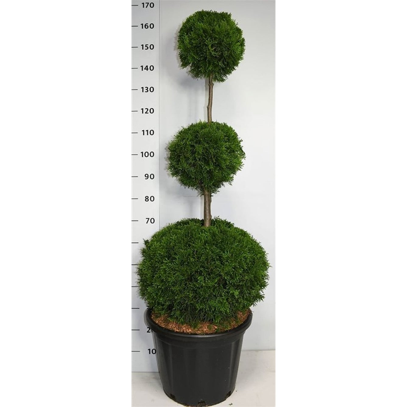 Thuja – Thuja occidentalis 'Smaragd' - C35 120-140 cm. Triobol